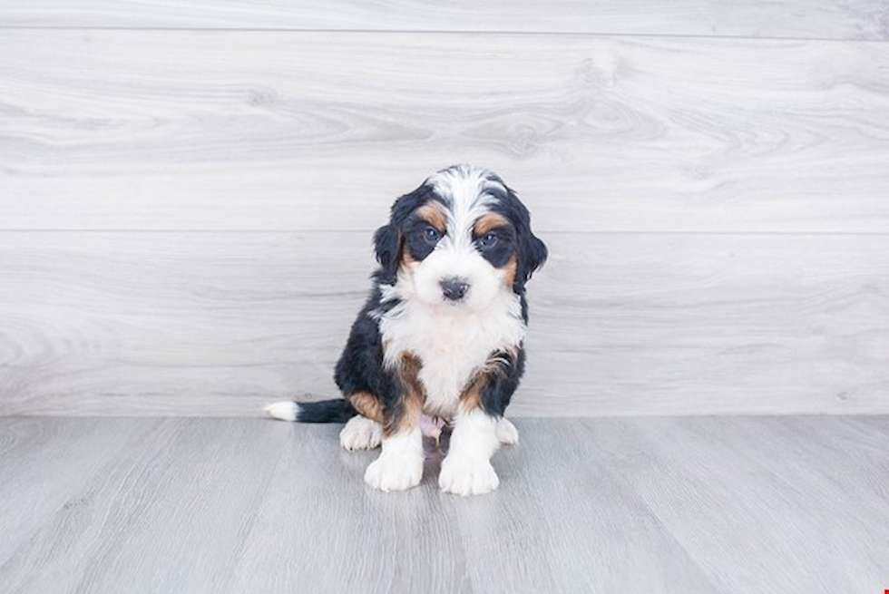 Happy Mini Bernedoodle Baby