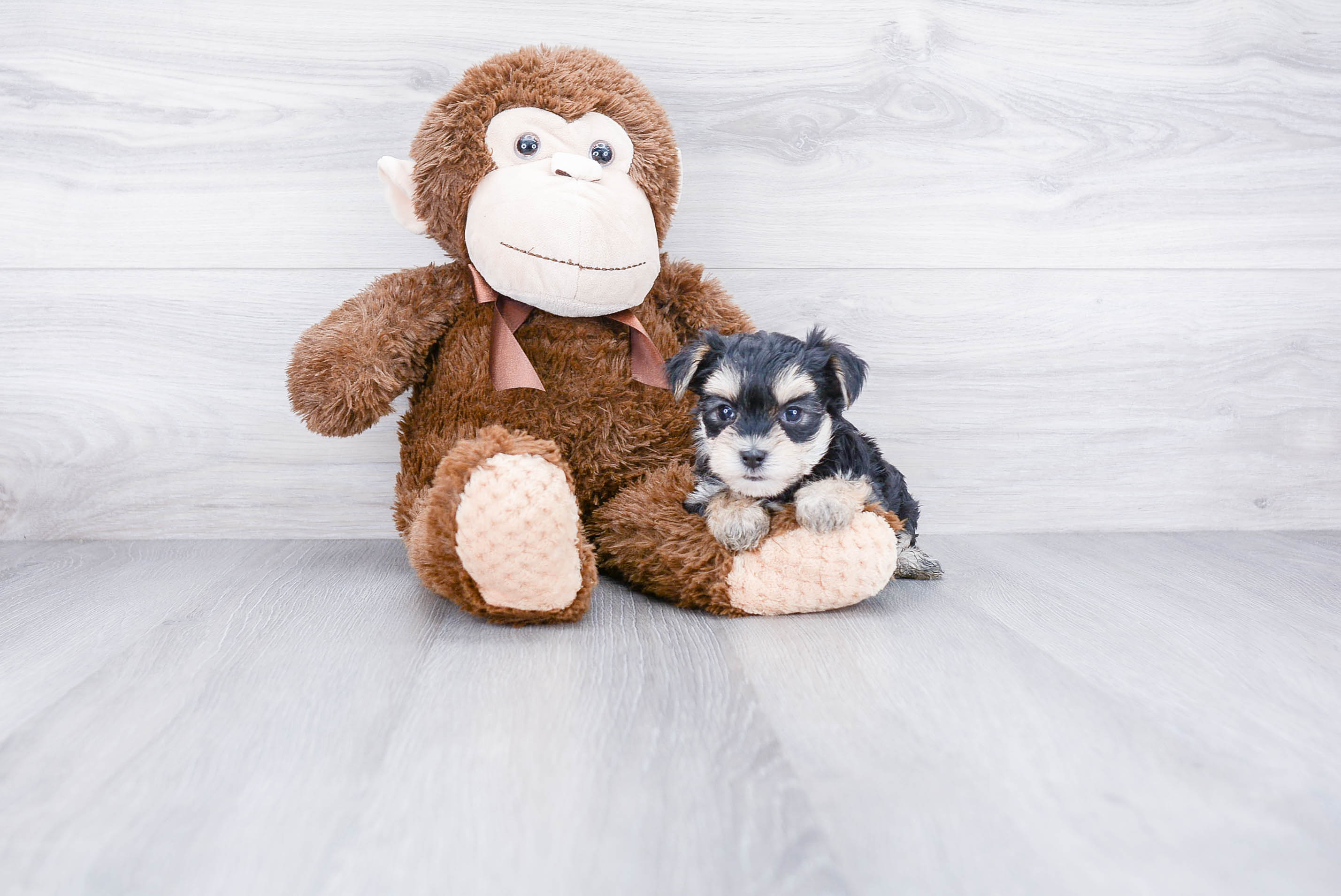 Best Morkie Baby