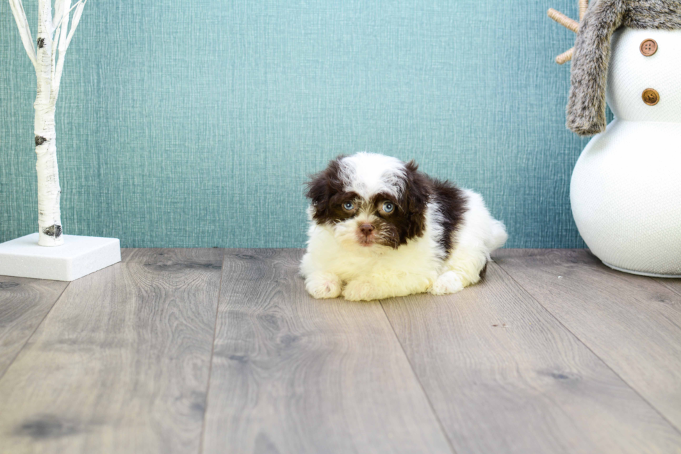 Havanese Pup Being Cute