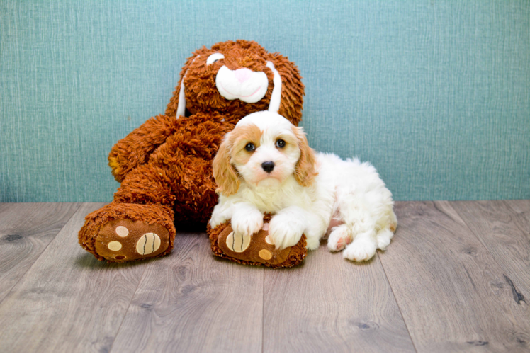 Best Cavachon Baby