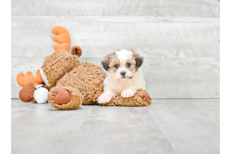 Sweet Teddy Bear Baby