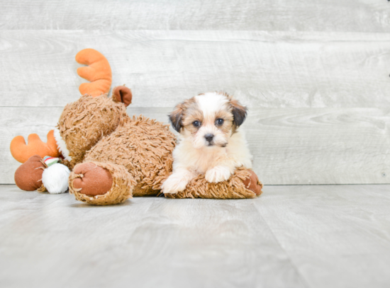 Sweet Teddy Bear Baby