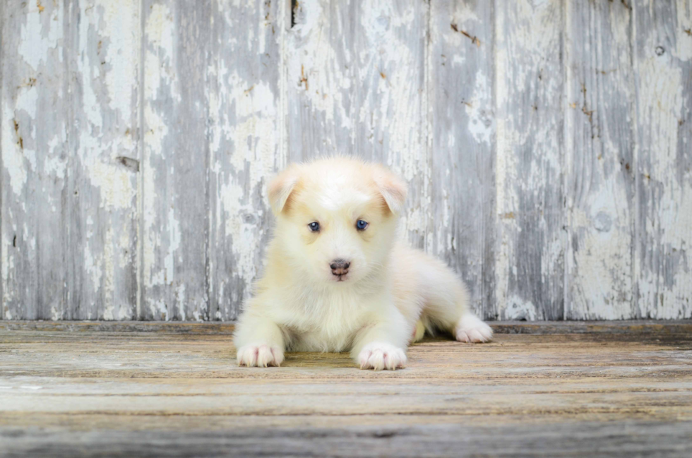 Pomsky Puppy for Adoption