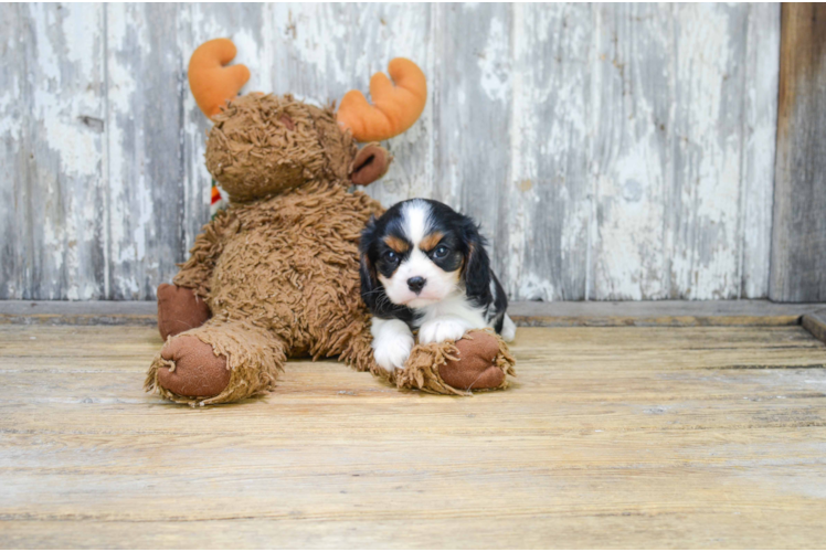 Cavalier King Charles Spaniel Puppy for Adoption