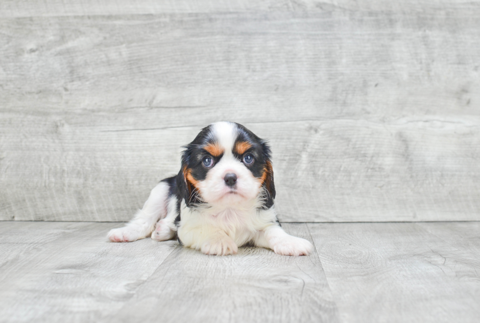 Best Cavalier King Charles Spaniel Baby