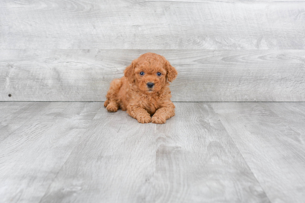 Hypoallergenic Golden Retriever Poodle Mix Puppy