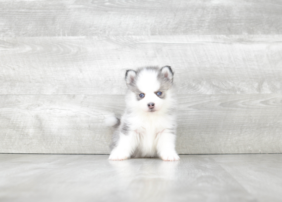 Friendly Pomsky Baby