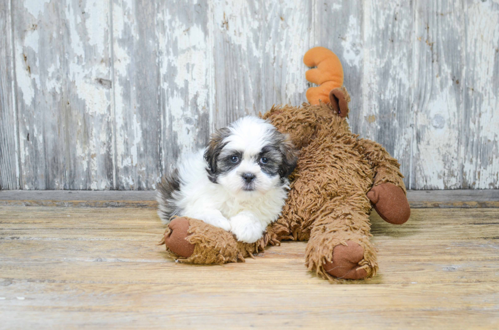 Teddy Bear Puppy for Adoption