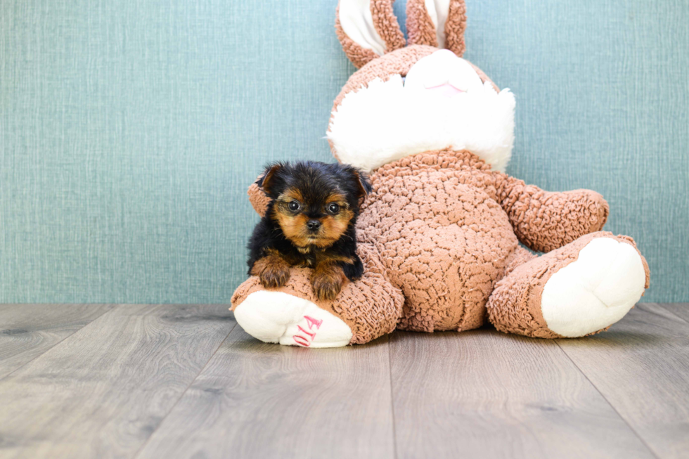 Meet Rascal - our Yorkshire Terrier Puppy Photo 