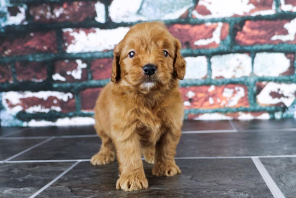 Mini Goldendoodle Pup Being Cute