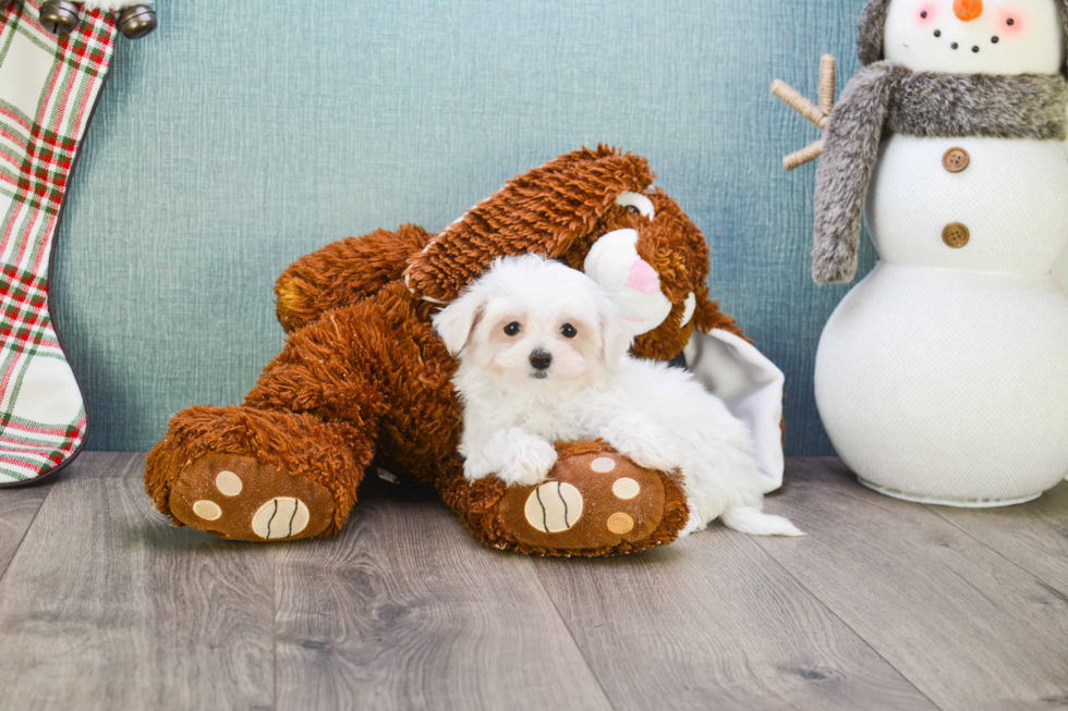 Best Maltipoo Baby