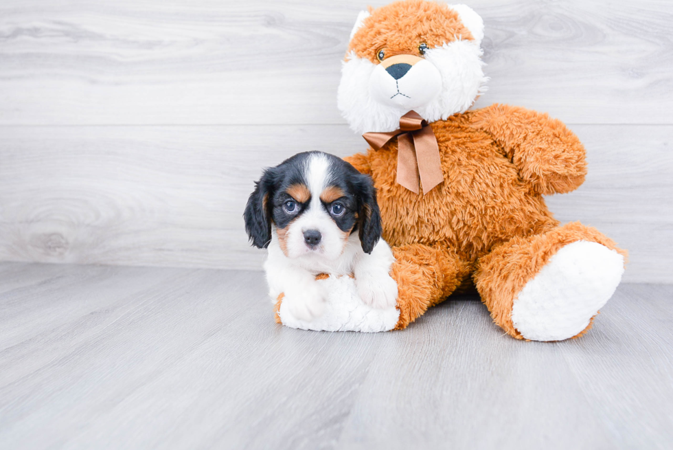 Cavalier King Charles Spaniel Pup Being Cute