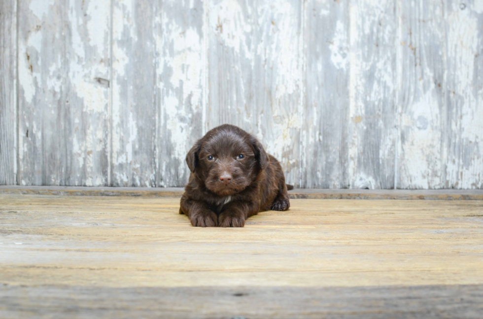 Mini Labradoodle Pup Being Cute