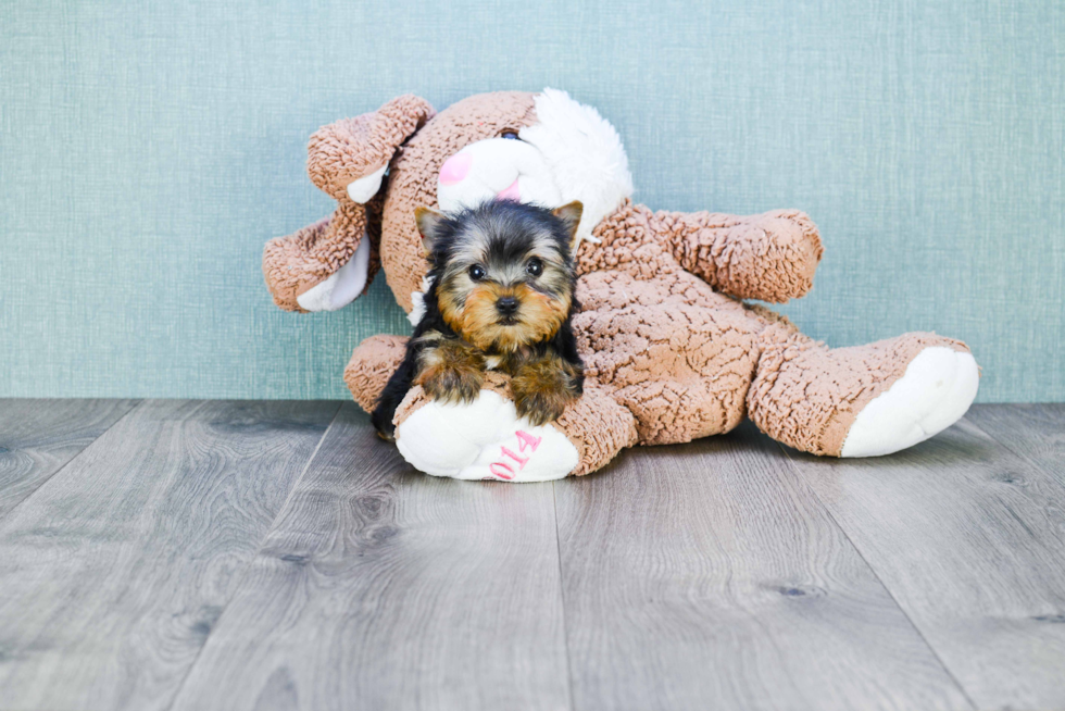 Meet Zane - our Yorkshire Terrier Puppy Photo 