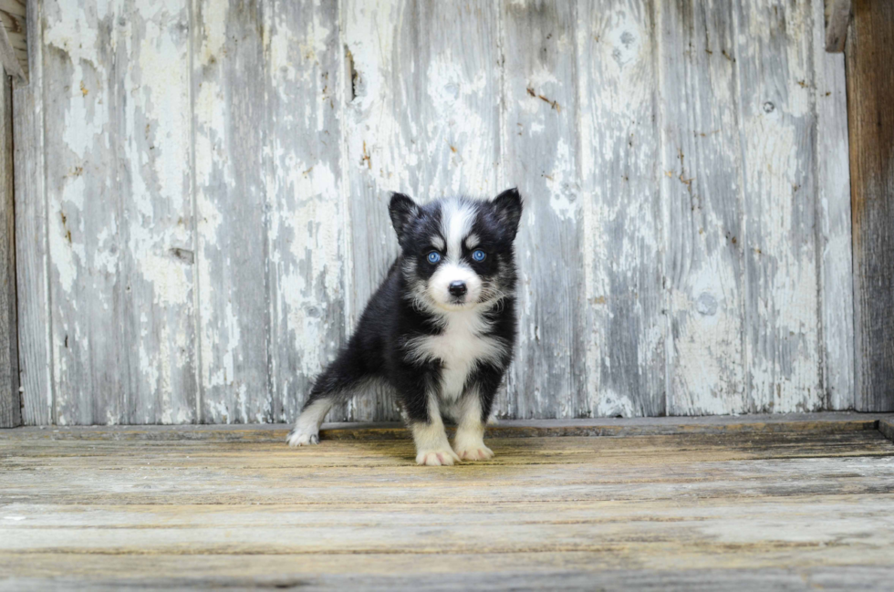 Friendly Pomsky Baby