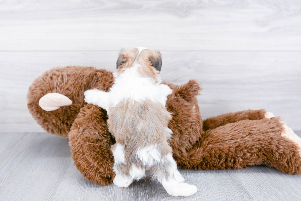 Hypoallergenic Maltepoo Poodle Mix Puppy