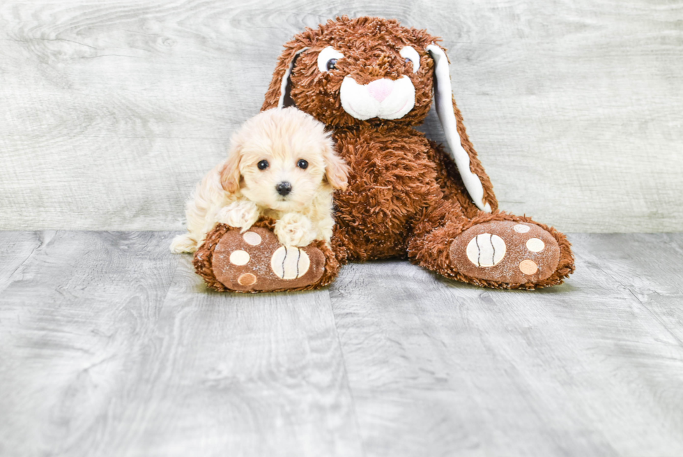 Little Maltepoo Poodle Mix Puppy