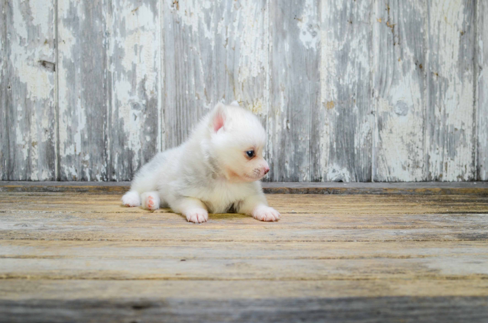 Energetic Mini Husky Designer Puppy