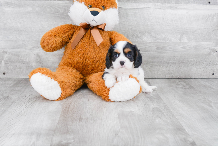 Best Cavalier King Charles Spaniel Baby