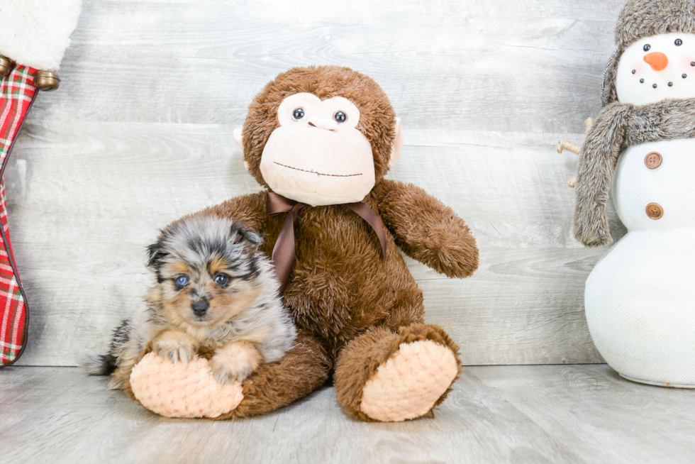 Popular Pomeranian Baby