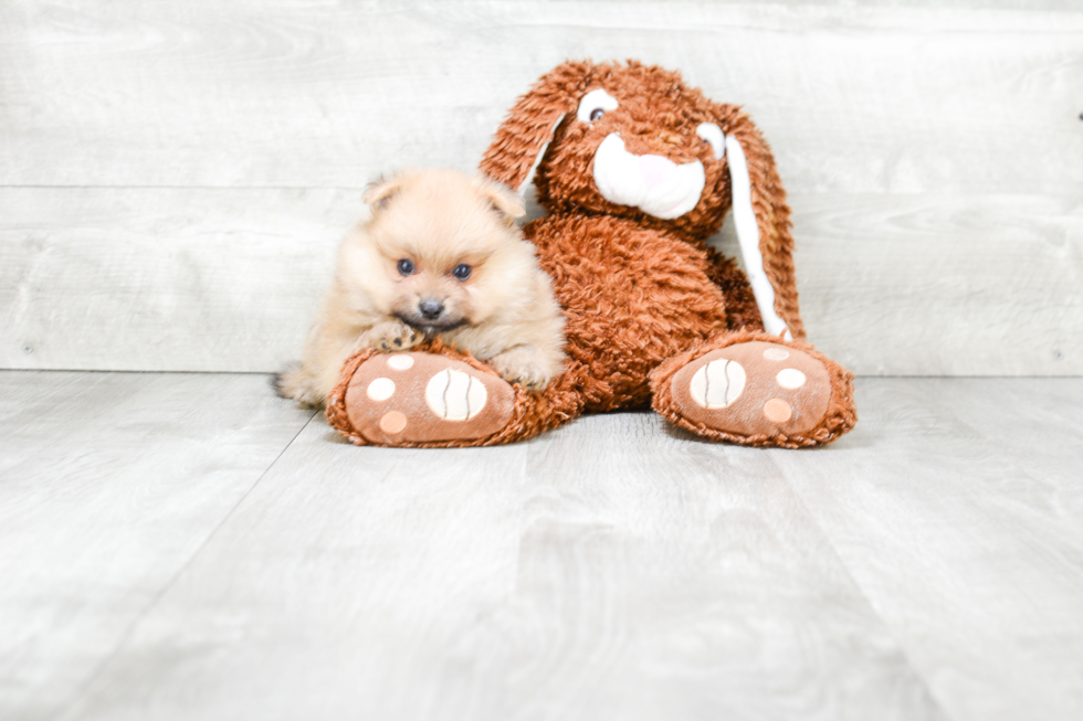 Happy Pomeranian Purebred Puppy