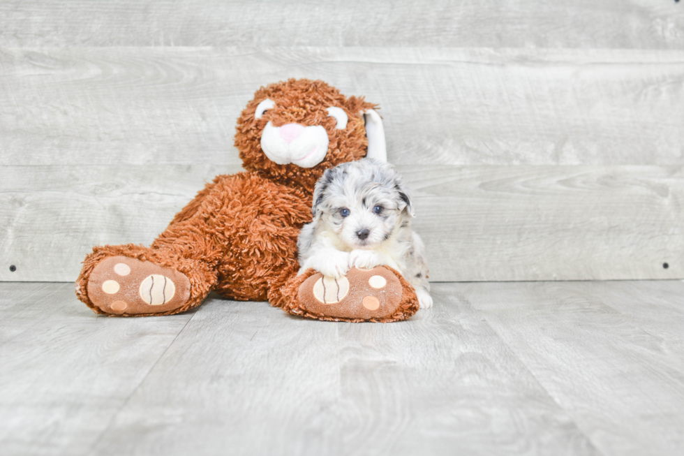 Best Mini Aussiedoodle Baby