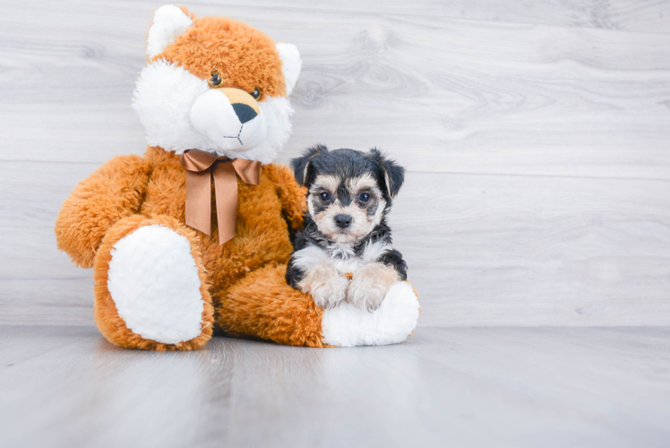 Morkie Puppy for Adoption