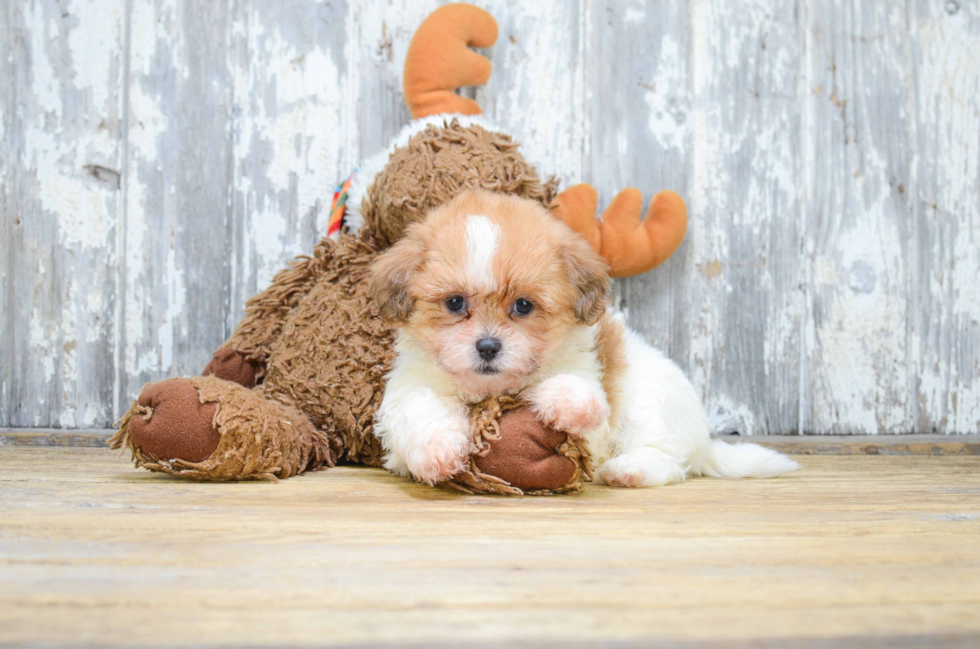 Hypoallergenic Shichon Designer Puppy