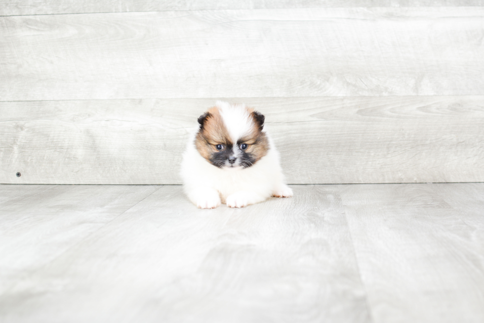 Cute Pomeranian Purebred Puppy