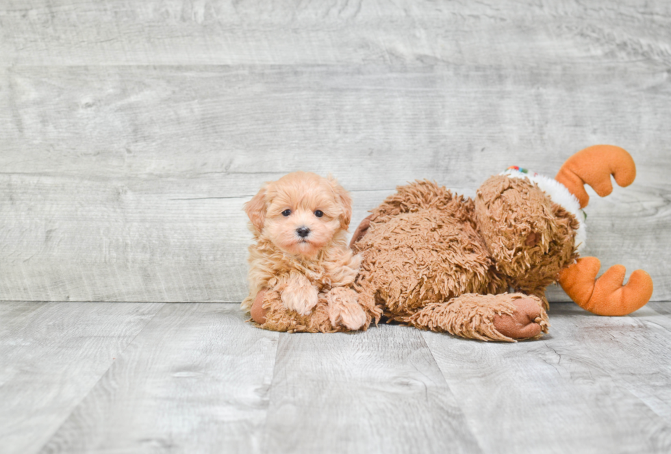 Maltipoo Pup Being Cute