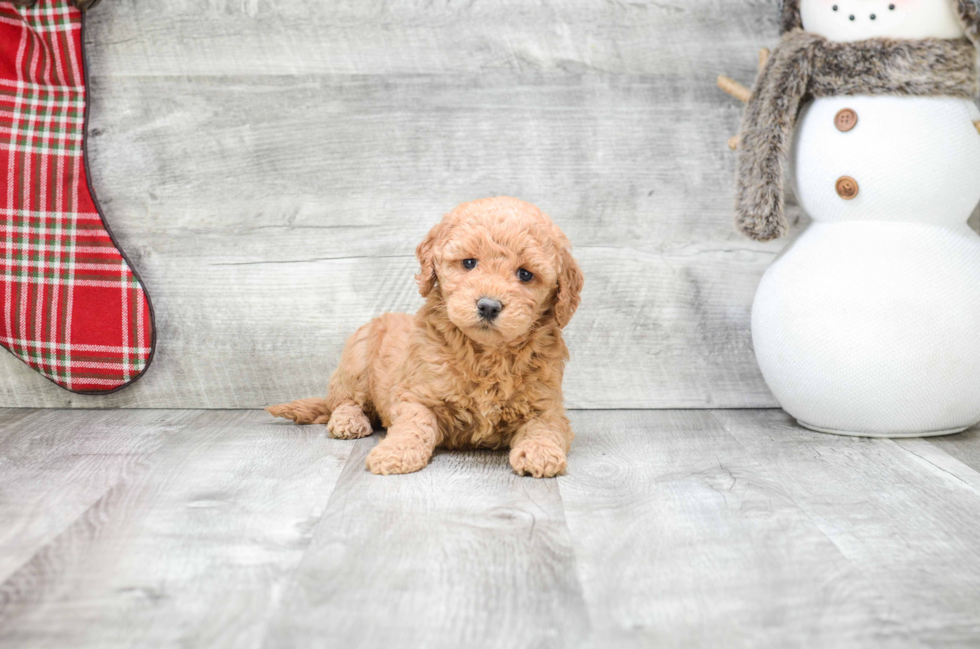 Best Mini Goldendoodle Baby