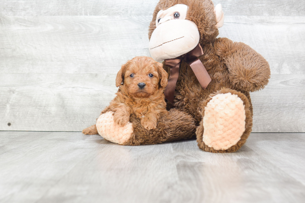 Friendly Cavapoo Baby