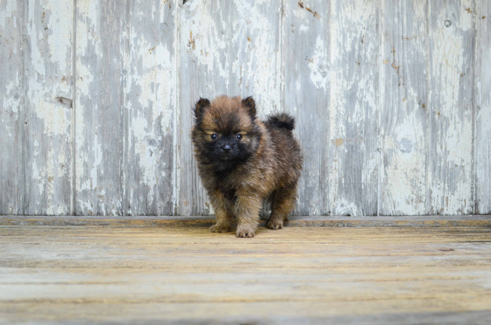 Best Pomeranian Baby