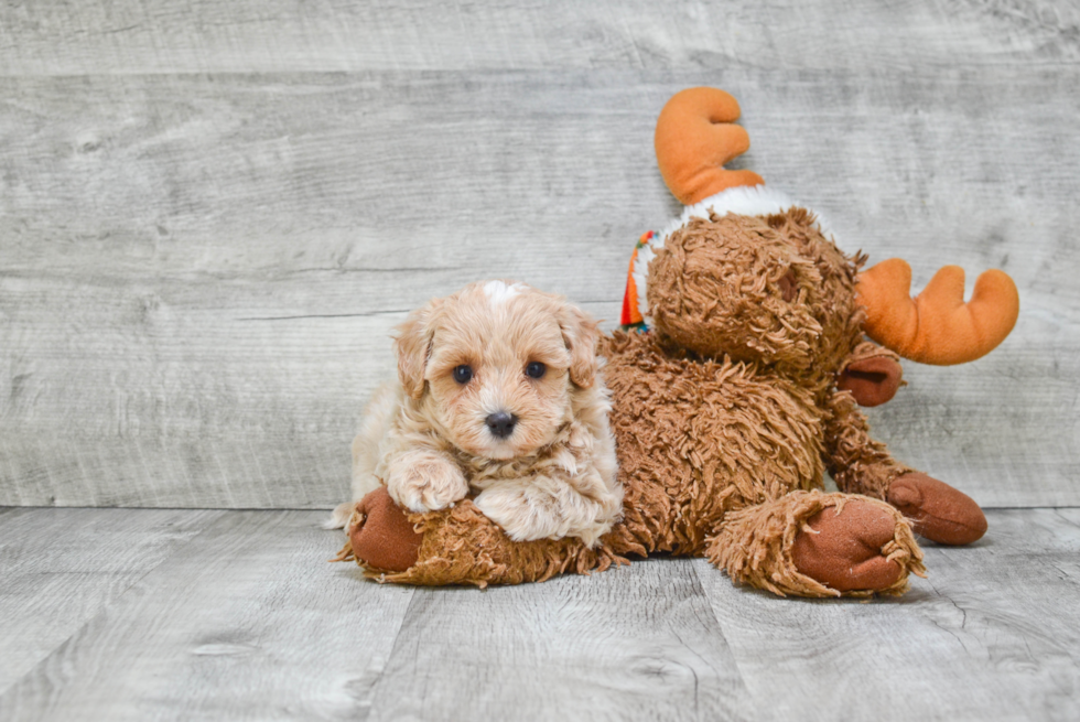 Best Maltipoo Baby