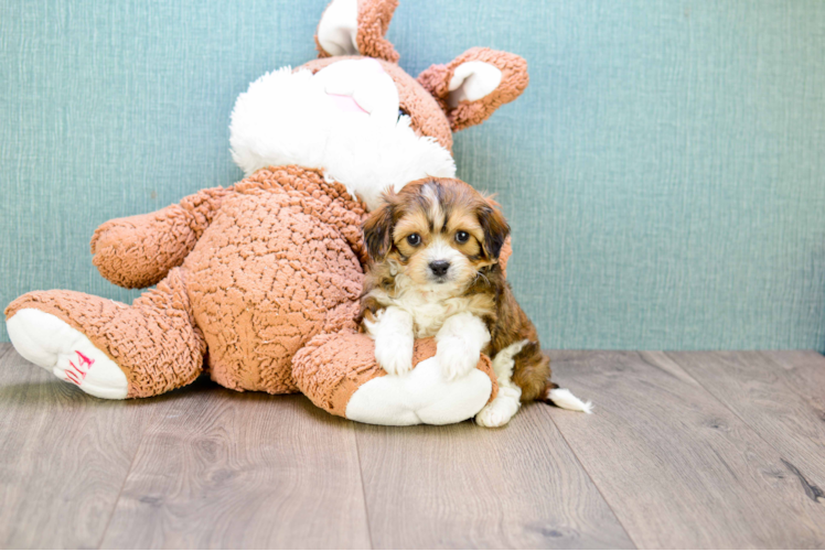 Cavachon Pup Being Cute