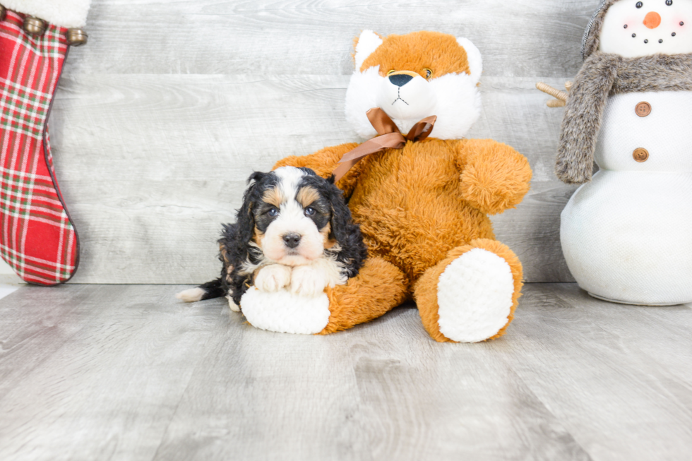 Best Mini Bernedoodle Baby