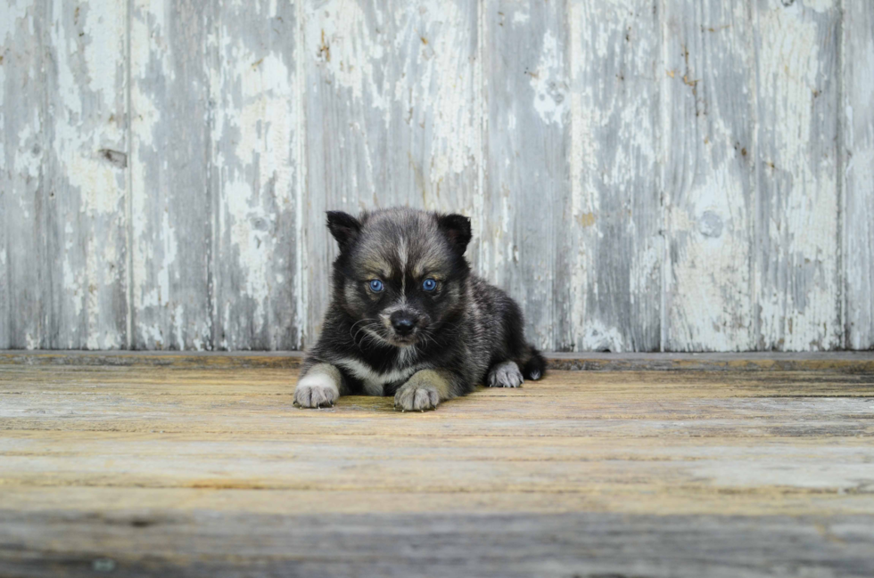 Pomsky Puppy for Adoption