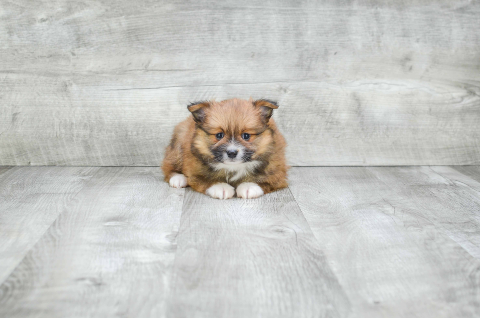 Pomeranian Puppy for Adoption