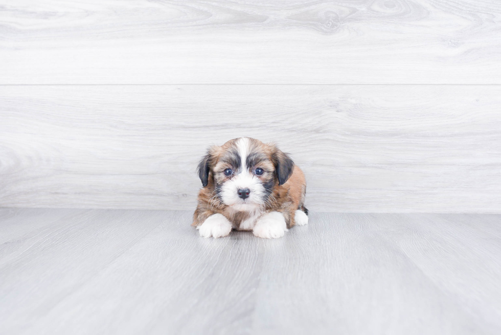 Best Havanese Baby