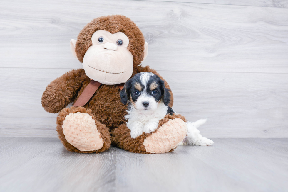 Little Cavoodle Poodle Mix Puppy