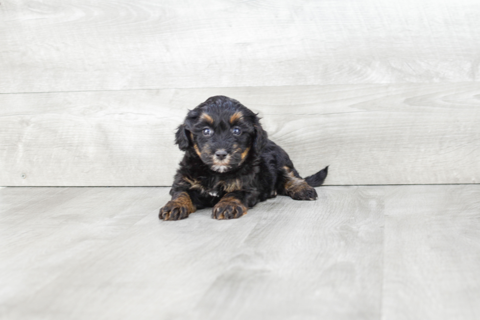 Petite Havanese Purebred Puppy