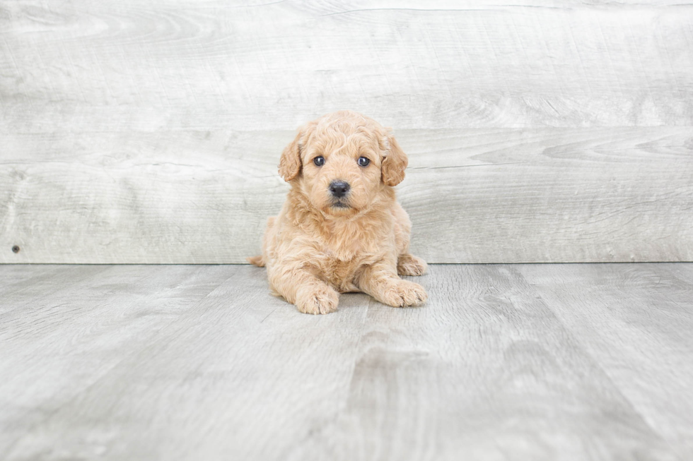 Mini Goldendoodle Pup Being Cute