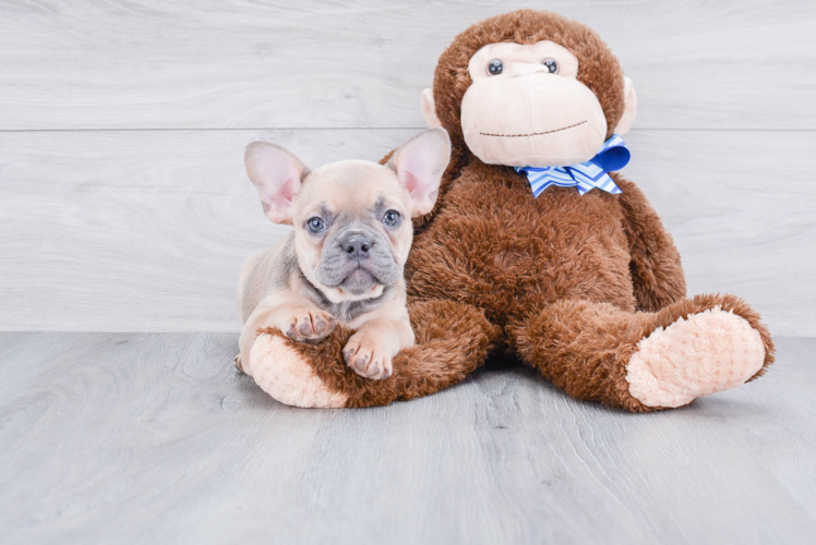 Petite Frenchie Purebred Puppy