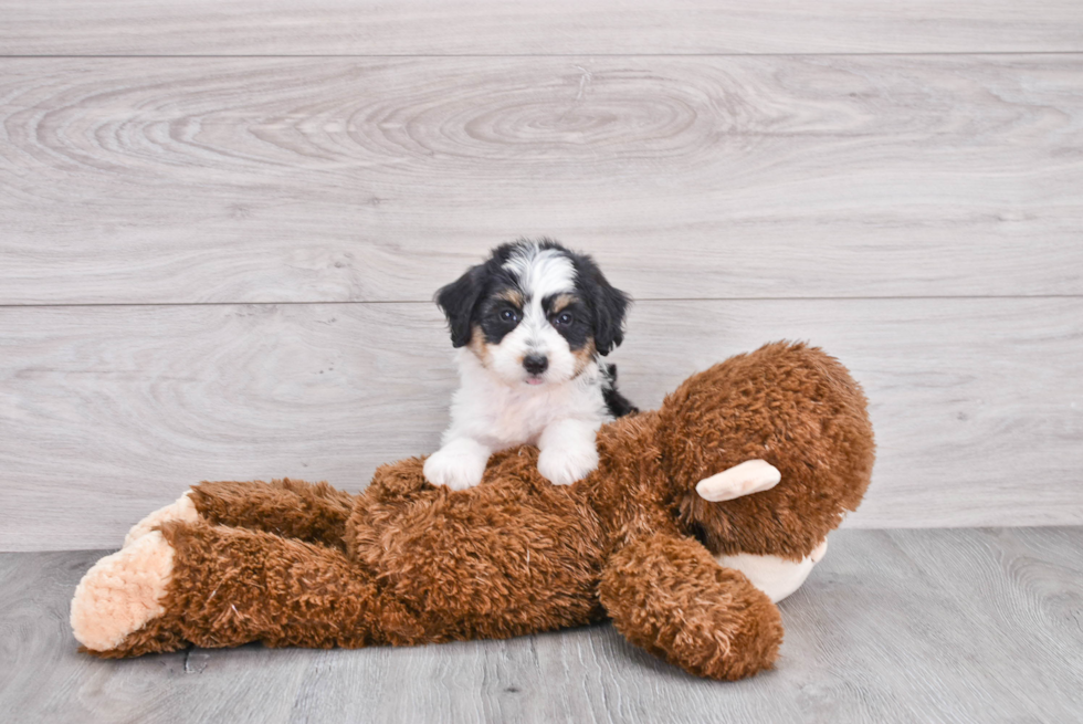 Mini Aussiedoodle Puppy for Adoption