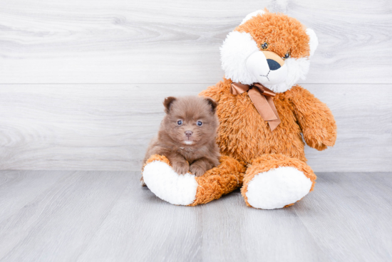 Happy Pomeranian Purebred Puppy