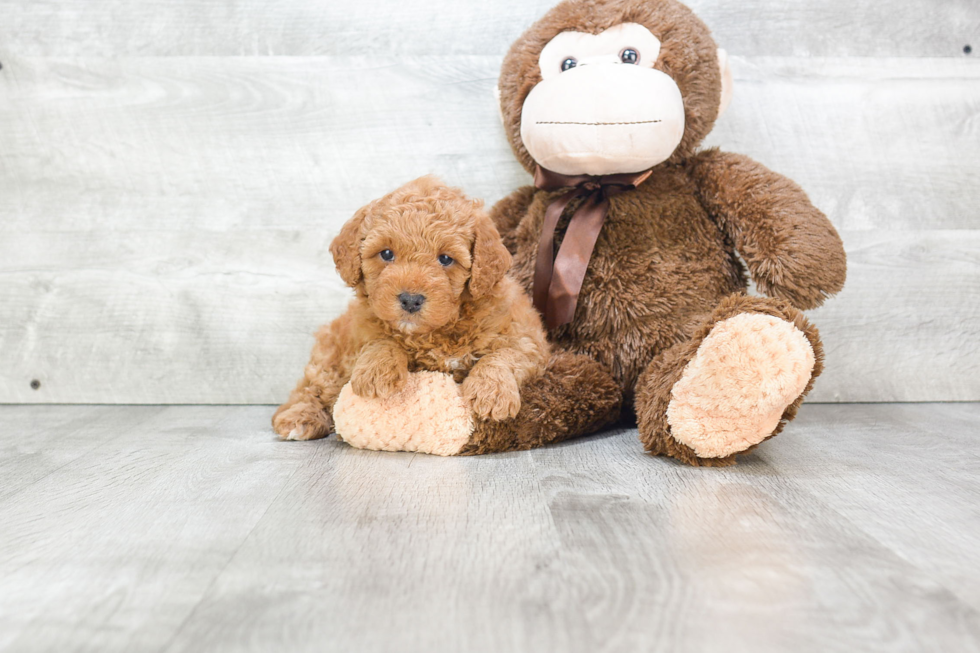 Best Mini Goldendoodle Baby