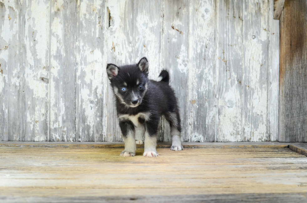 Hypoallergenic Mini Husky Designer Puppy