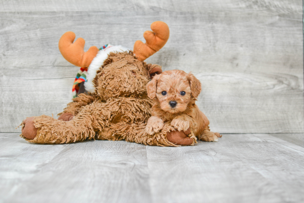 Petite Cavapoo Poodle Mix Pup