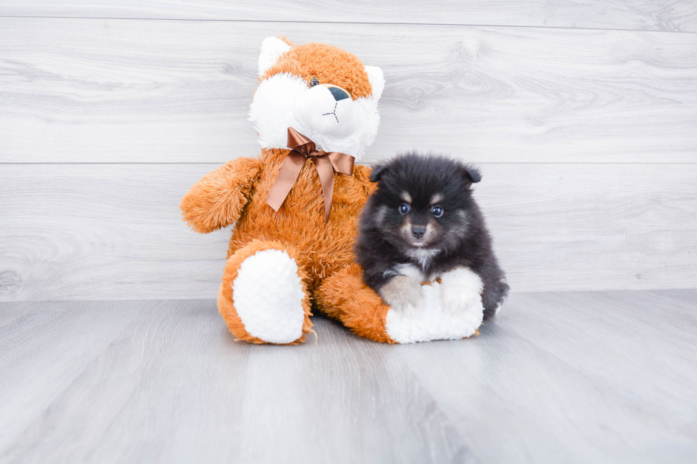 Pomeranian Puppy for Adoption