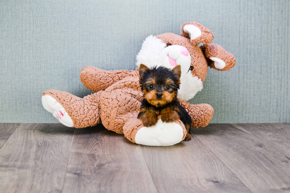 Meet Beckham - our Yorkshire Terrier Puppy Photo 